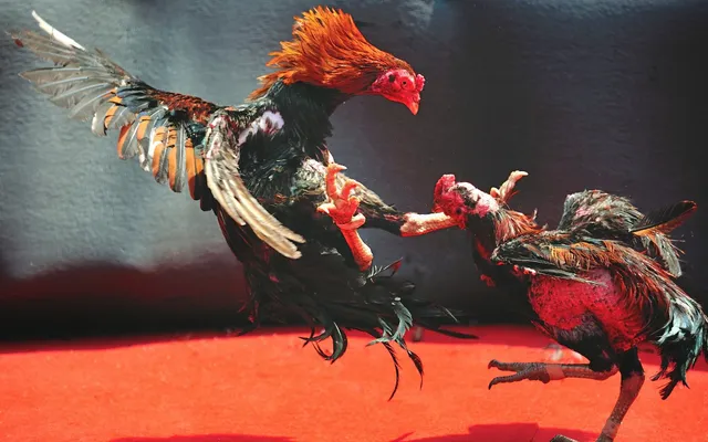 Đá Gà Online và Sự Phát Triển