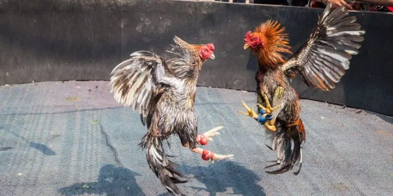 Cách nuôi gà đá tới pin xây dựng nền tảng hô hấp tế bào